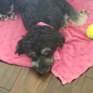 Meet your Posher, Molly